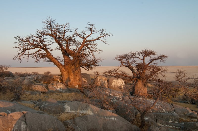 Baobab Tree