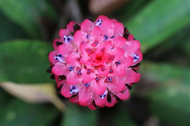 Silver Vase Bromeliad