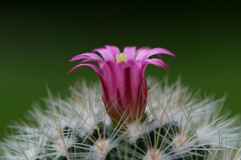Orchid Cactus