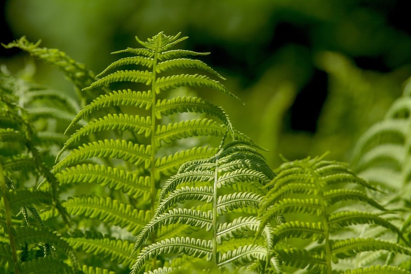 Enchanted Fern