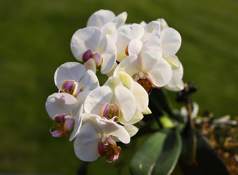 Exotic Orchid